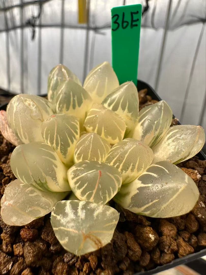 36E 多肉植物 ハオルチア 白蓮オブツーサ錦糊斑