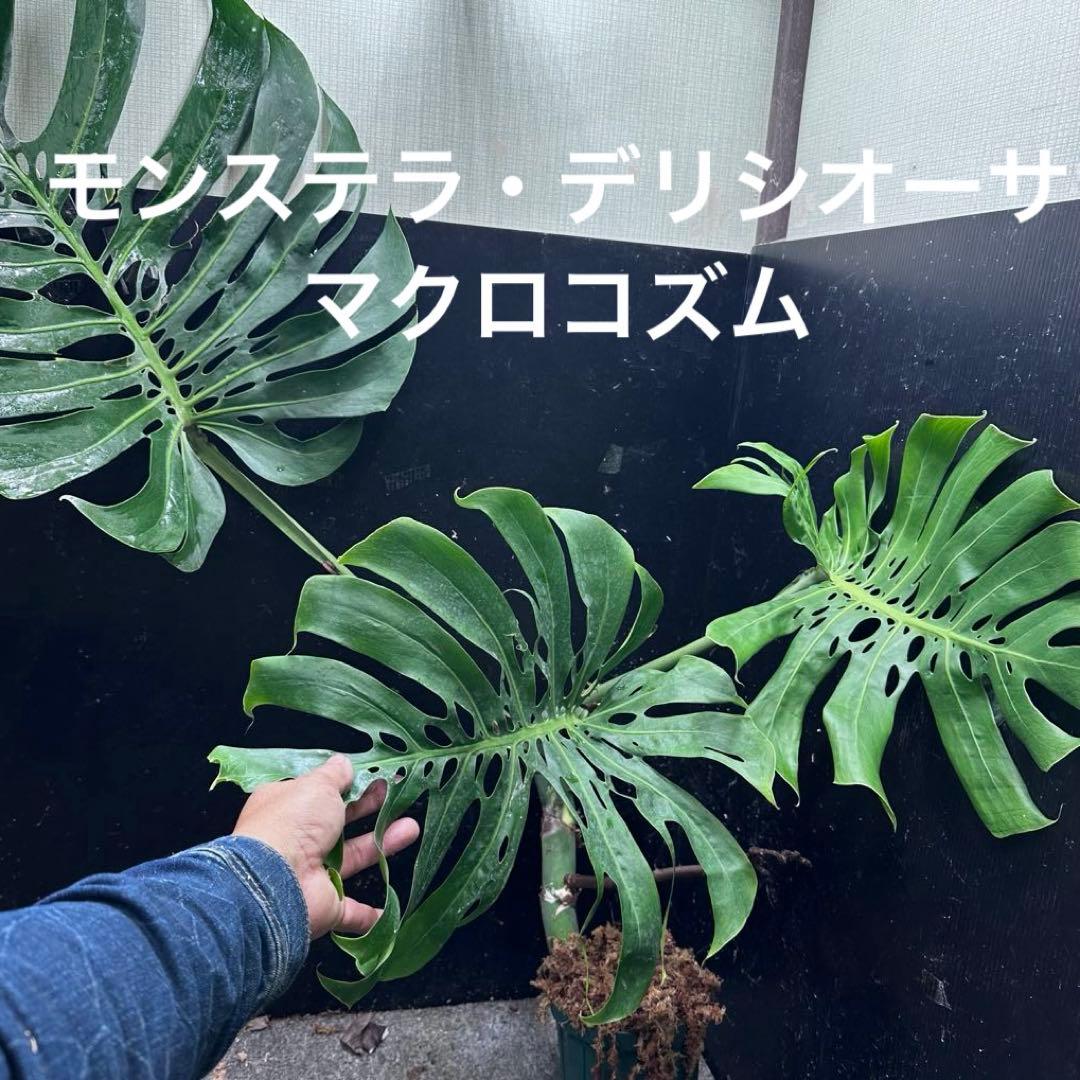 モンステラデリシオーサマクロコズム大型葉希少系統鉢植え高さ70㎝超大株レア特大
