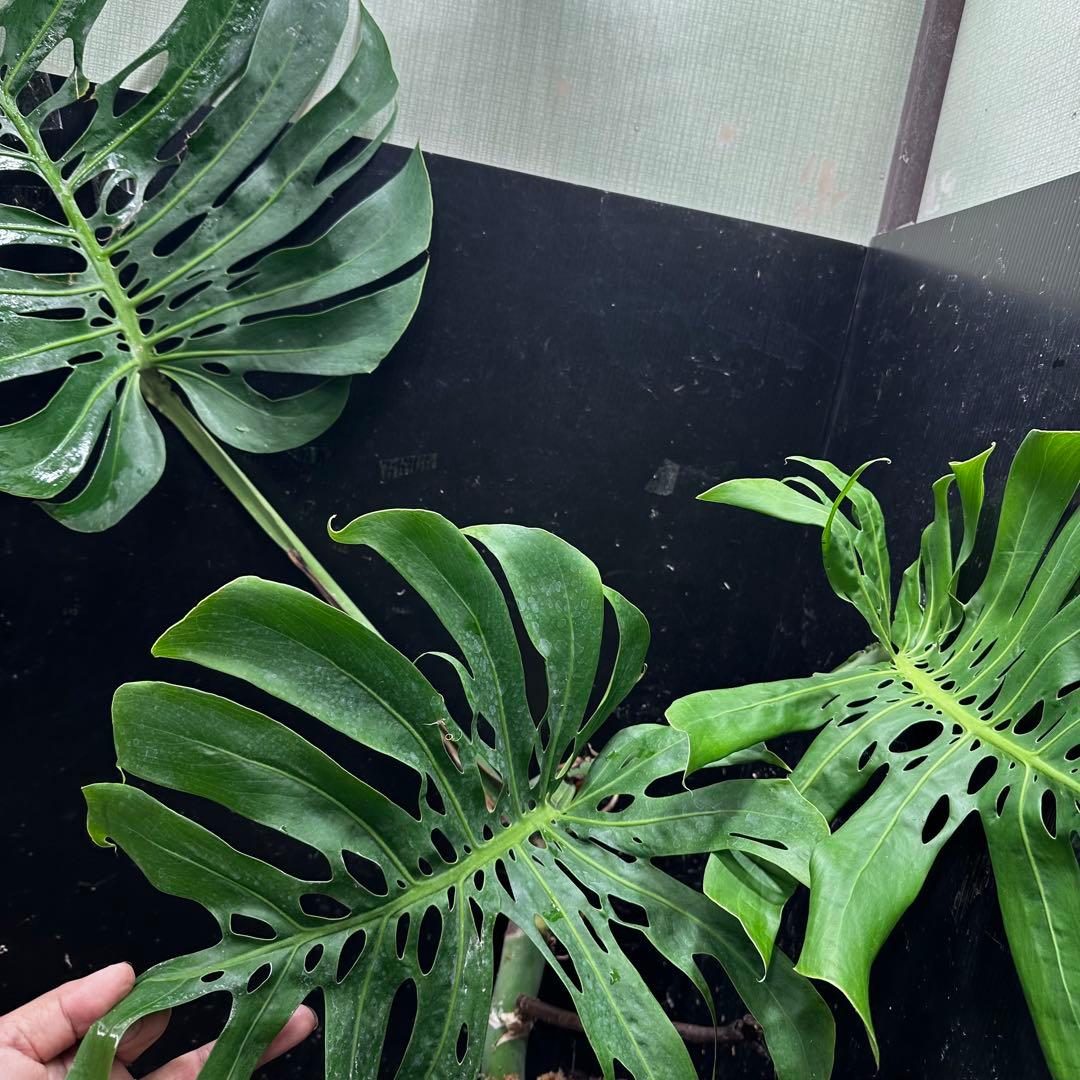 モンステラデリシオーサマクロコズム大型葉希少系統鉢植え高さ70㎝超大株レア特大
