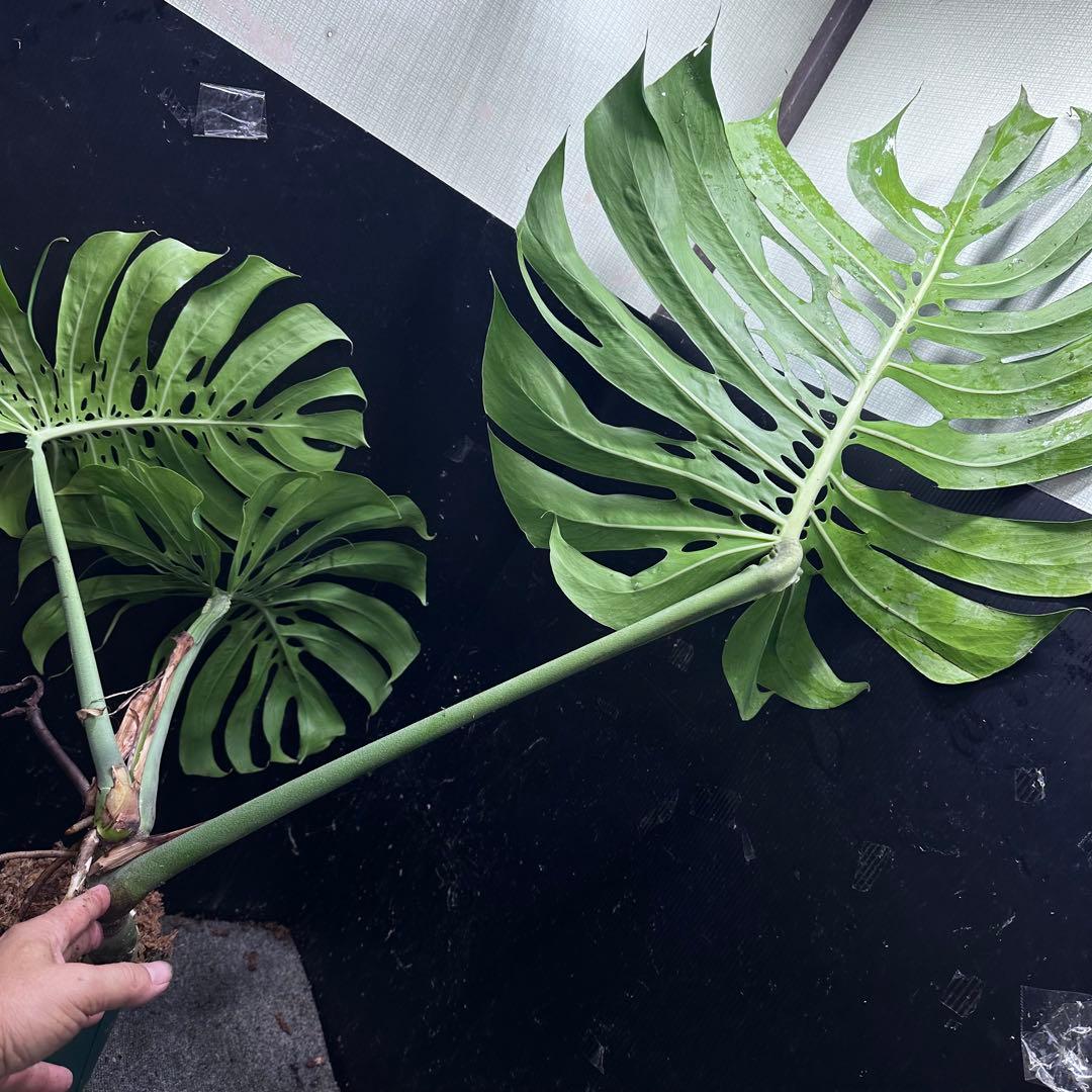 モンステラデリシオーサマクロコズム大型葉希少系統鉢植え高さ70㎝超大株レア特大