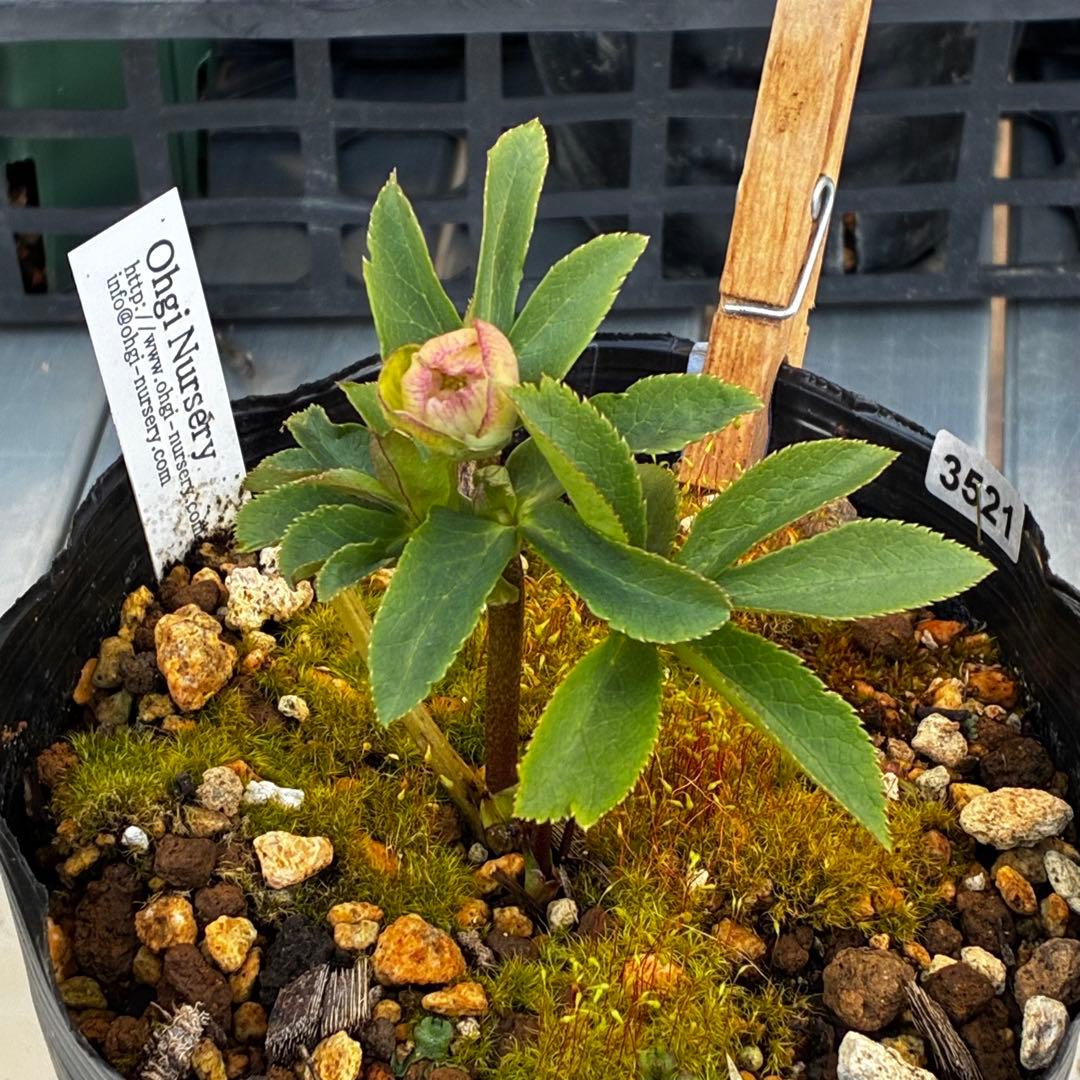 か*ん様 3521☘️蕾花、タグ付き☘️⭐️超チビチビ⭐️超小輪⭐️超多弁⭐️大