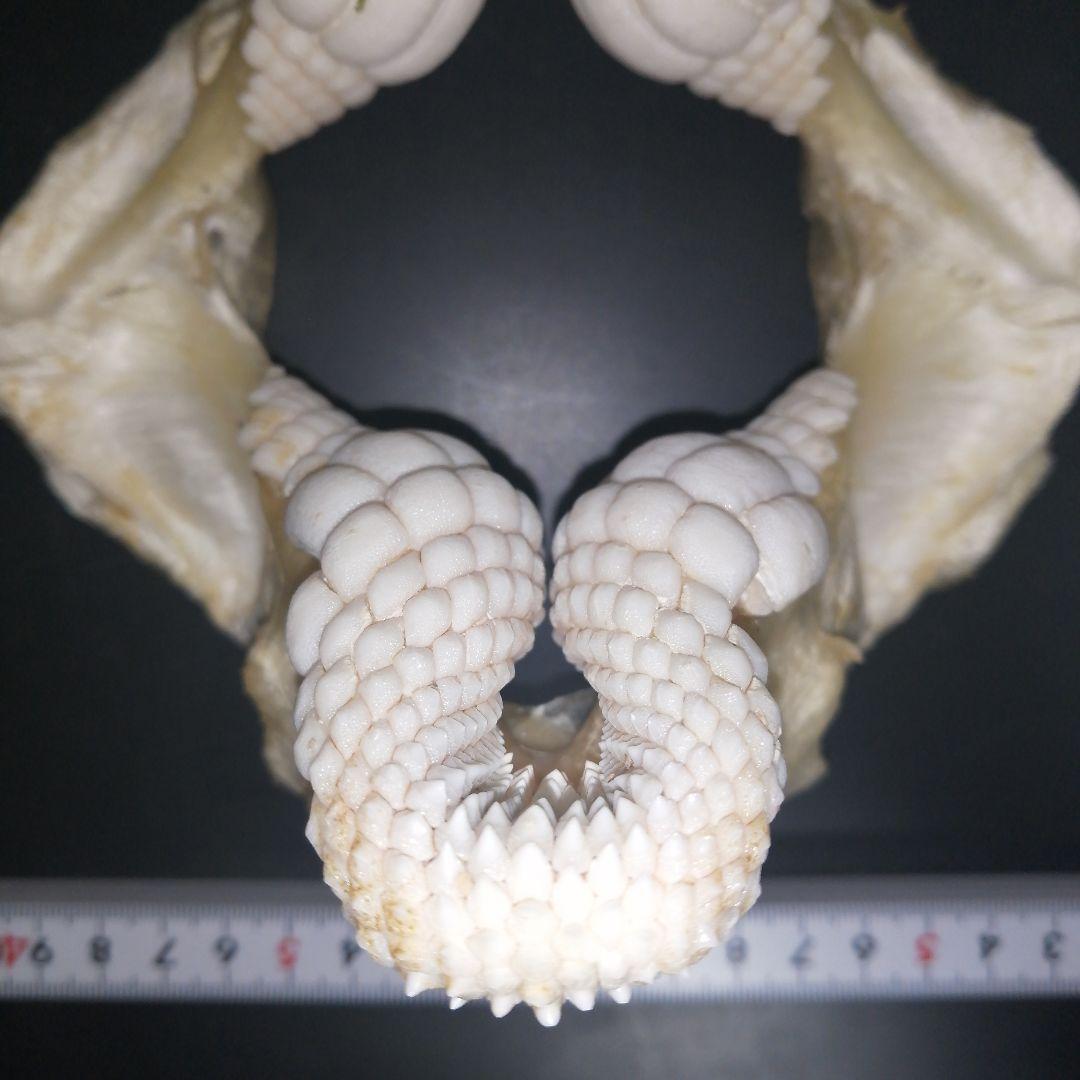 ネコザメ　歯　顎　標本　A1