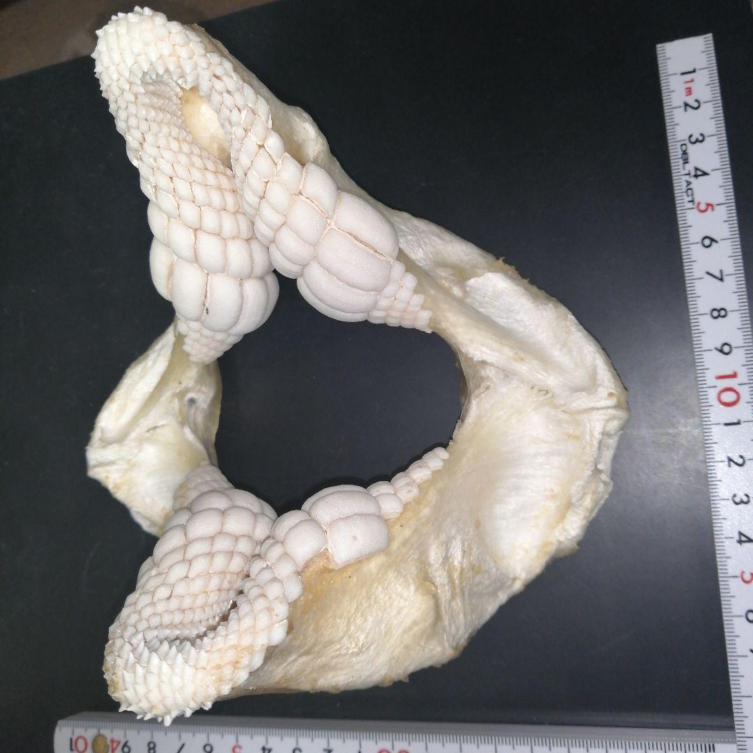 ネコザメ　歯　顎　標本　A1