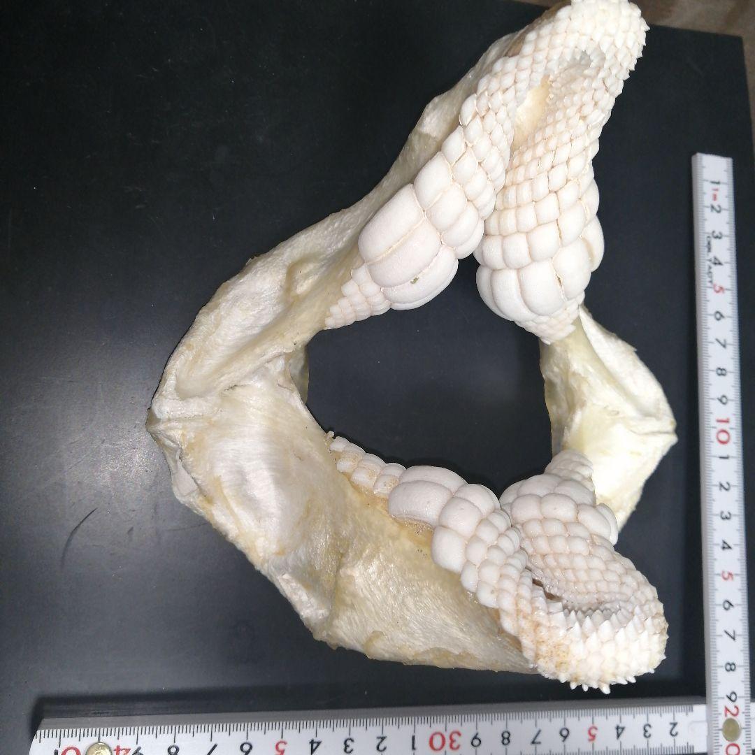 ネコザメ　歯　顎　標本　A1