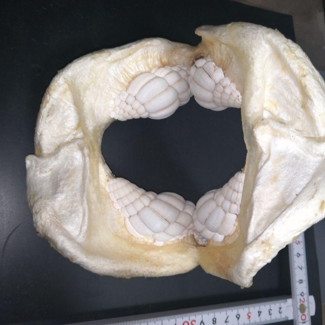 ネコザメ　歯　顎　標本　A1