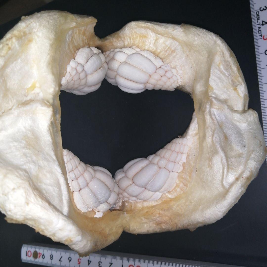 ネコザメ　歯　顎　標本　A1