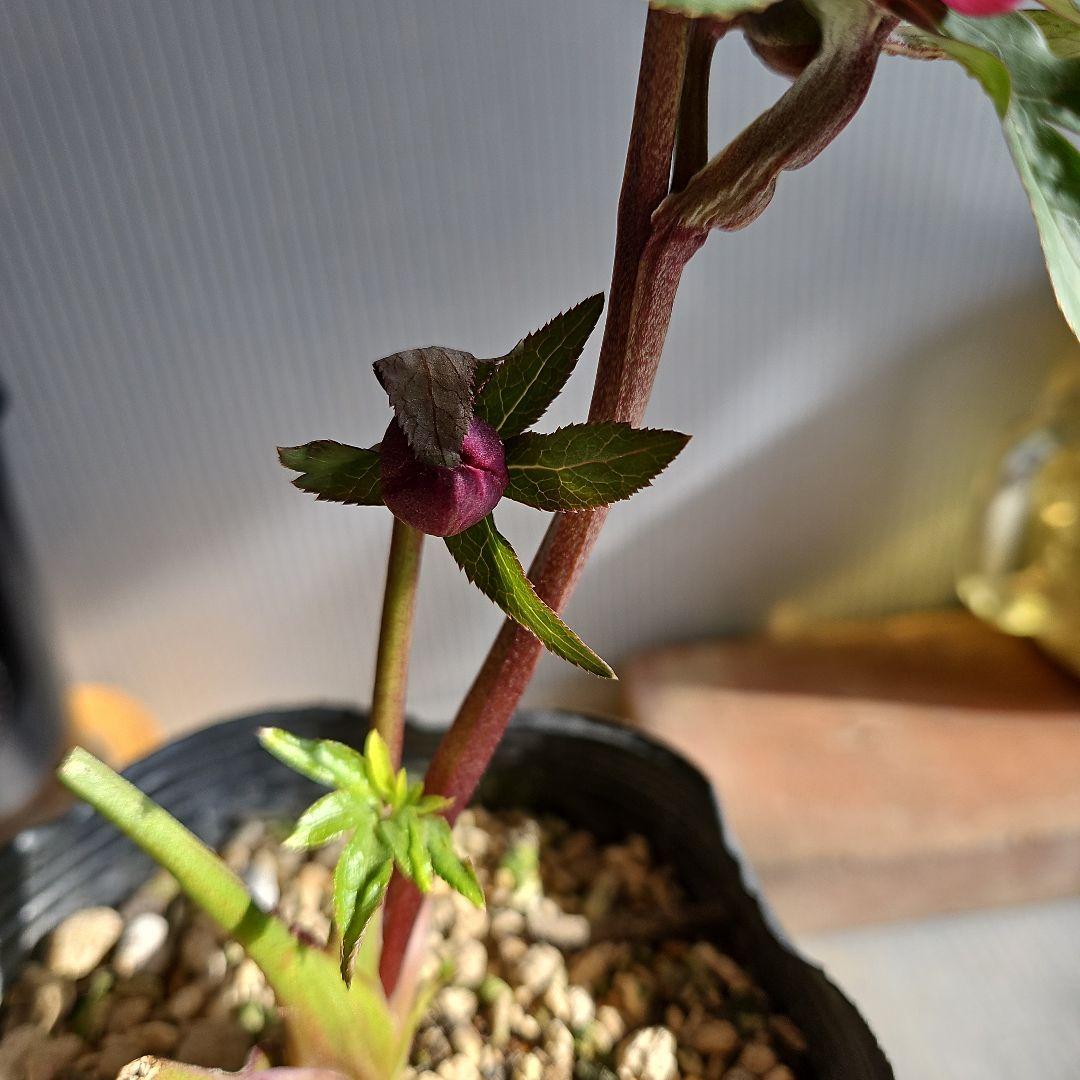 ㉖-220クリスマスローズ