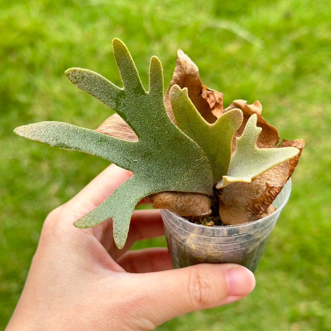 915！スーパードワーフ