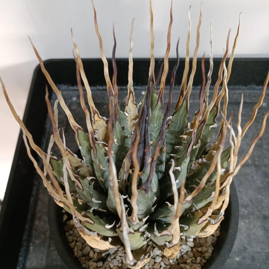 アガベ　ユタエンシス　エボリスピナ　現地球　陽炎　長棘タイプ