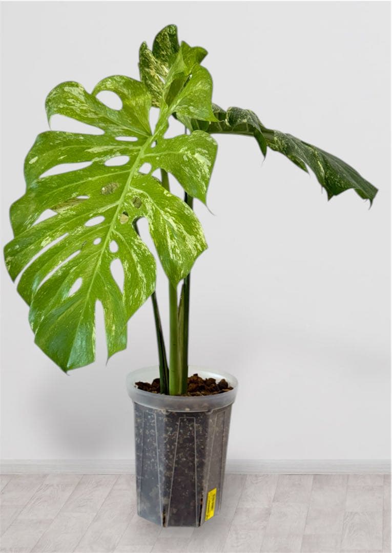 OC オリジナルクローン モンステラ デリシオーサ ホワイトモンスター 天津蘭