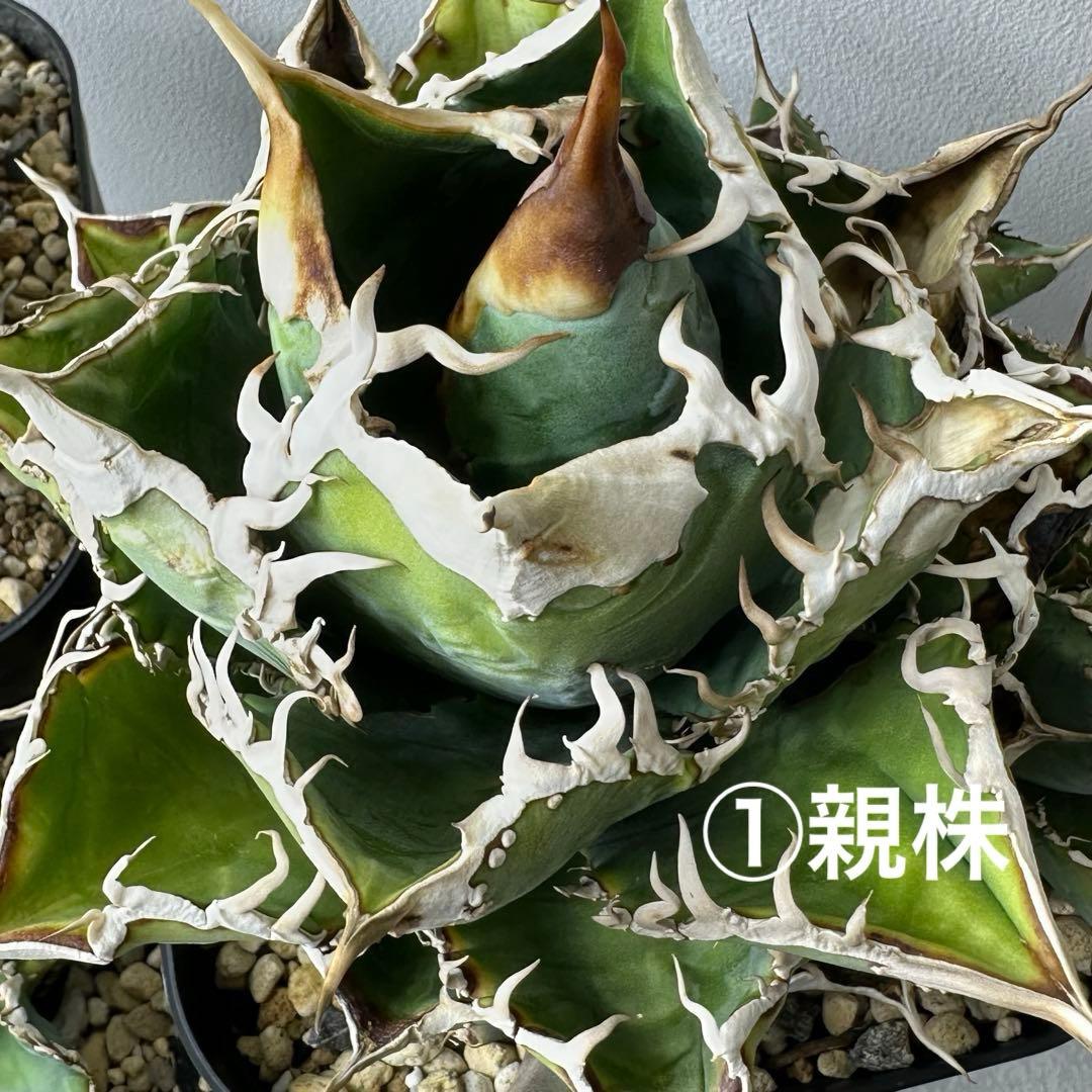 【初出】チタノタ US産 スタッズ セット ※バラ売り可能 検）冰雹、麻花龍