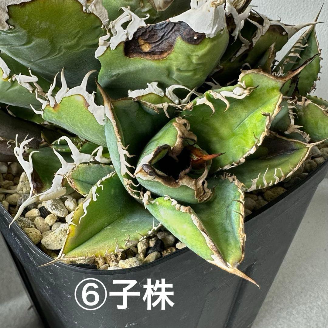 【初出】チタノタ US産 スタッズ セット ※バラ売り可能 検）冰雹、麻花龍