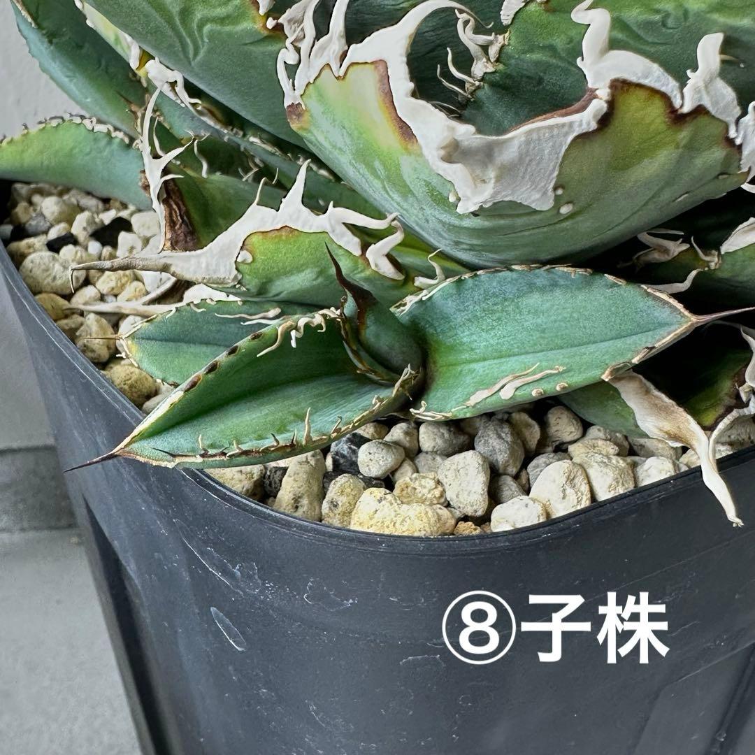 【初出】チタノタ US産 スタッズ セット ※バラ売り可能 検）冰雹、麻花龍