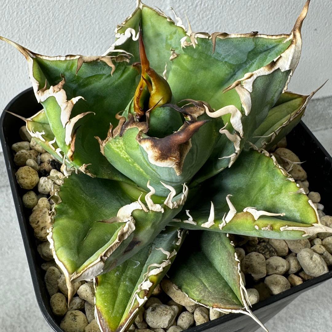 【初出】チタノタ US産 スタッズ セット ※バラ売り可能 検）冰雹、麻花龍