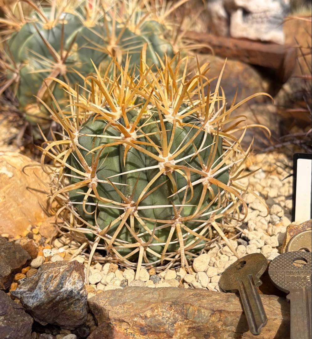 フェロカクタス金冠竜◇黄刺ドライガーデン多肉サボテン　アガベ ハオルチア　アロエ