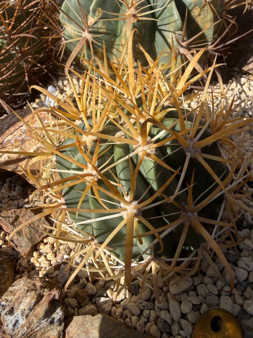 フェロカクタス金冠竜◇黄刺ドライガーデン多肉サボテン　アガベ ハオルチア　アロエ