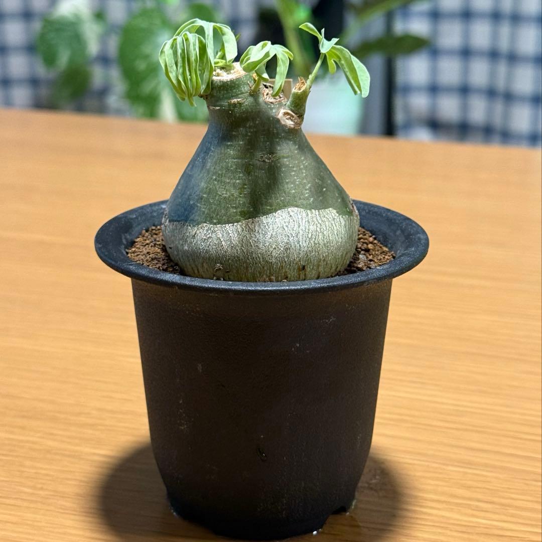 アデニアグラウカ 幹幅6.0cm 実生 美しい樹形 塊根植物 コーデックス