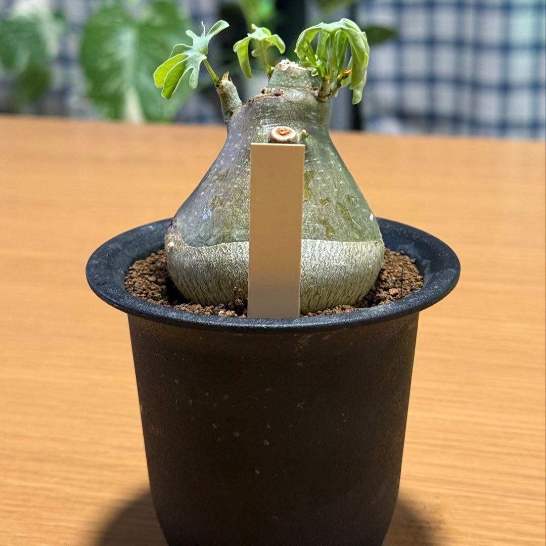 アデニアグラウカ 幹幅6.0cm 実生 美しい樹形 塊根植物 コーデックス