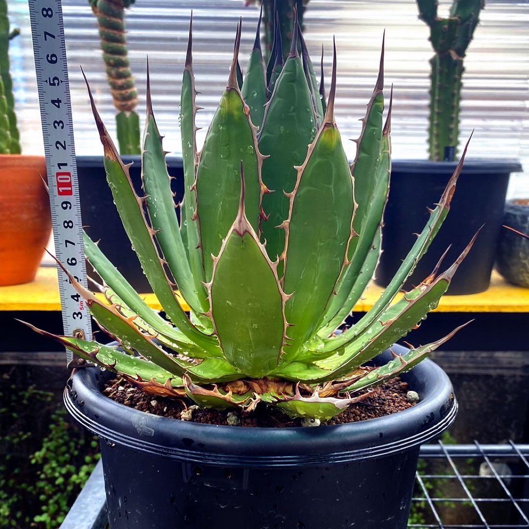 アガベ　ホリダ