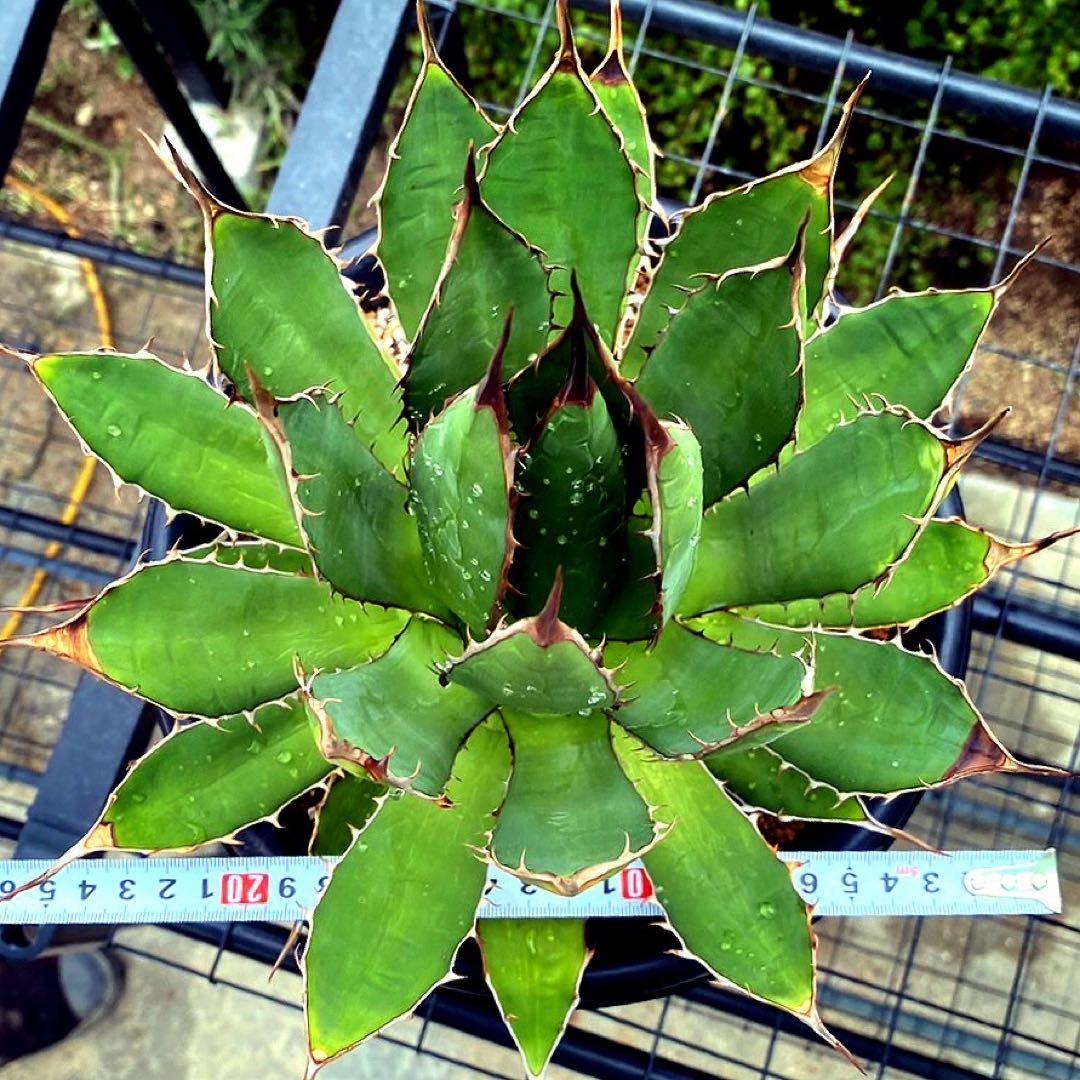 アガベ　ホリダ