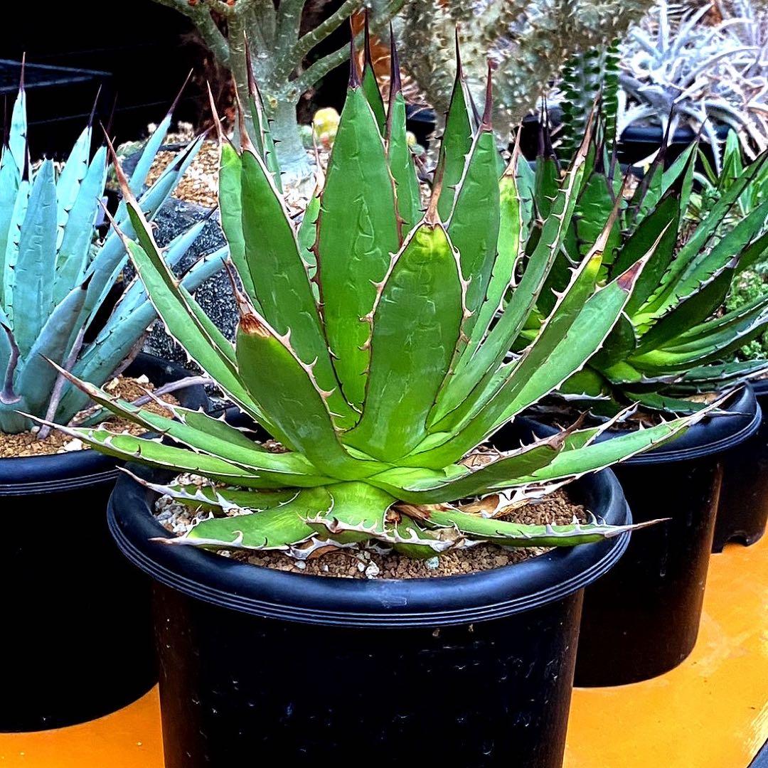 アガベ　ホリダ