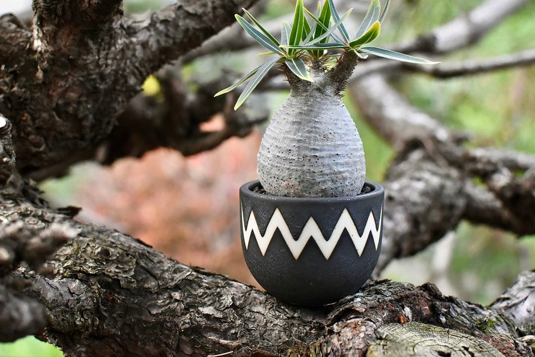 【休眠中】パキポディウム・グラキリス 現地球 VALIEM③