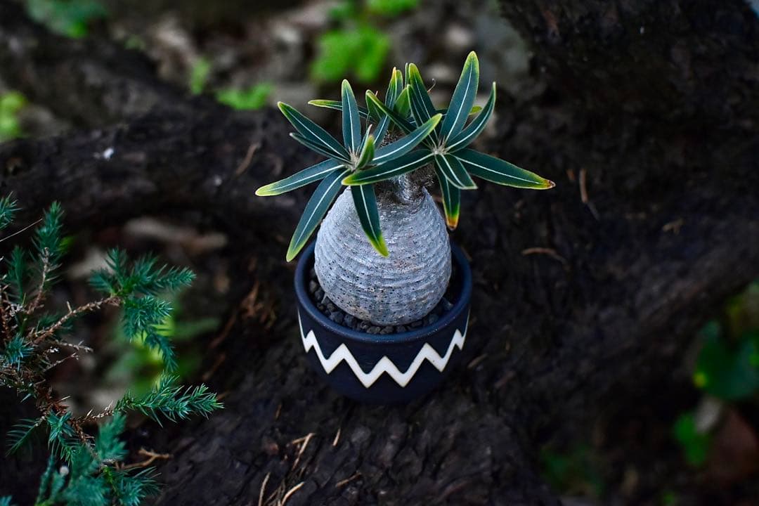 【休眠中】パキポディウム・グラキリス 現地球 VALIEM③