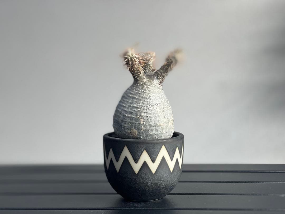 【休眠中】パキポディウム・グラキリス 現地球 VALIEM③