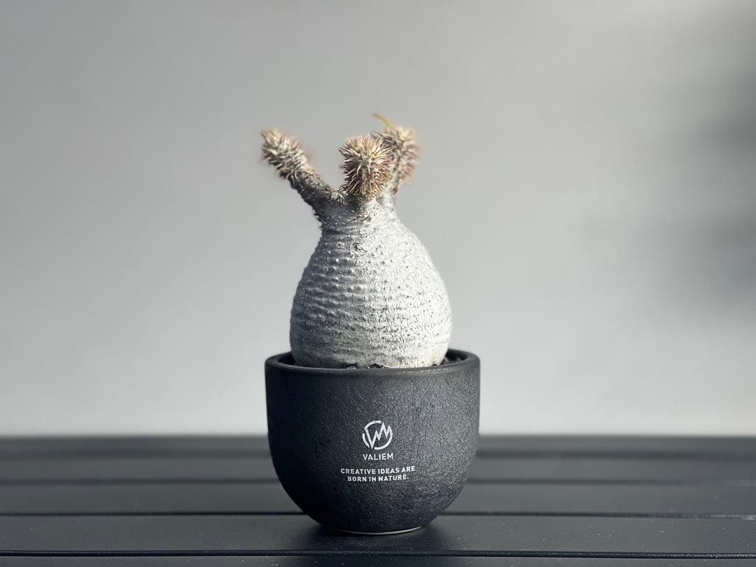 【休眠中】パキポディウム・グラキリス 現地球 VALIEM③