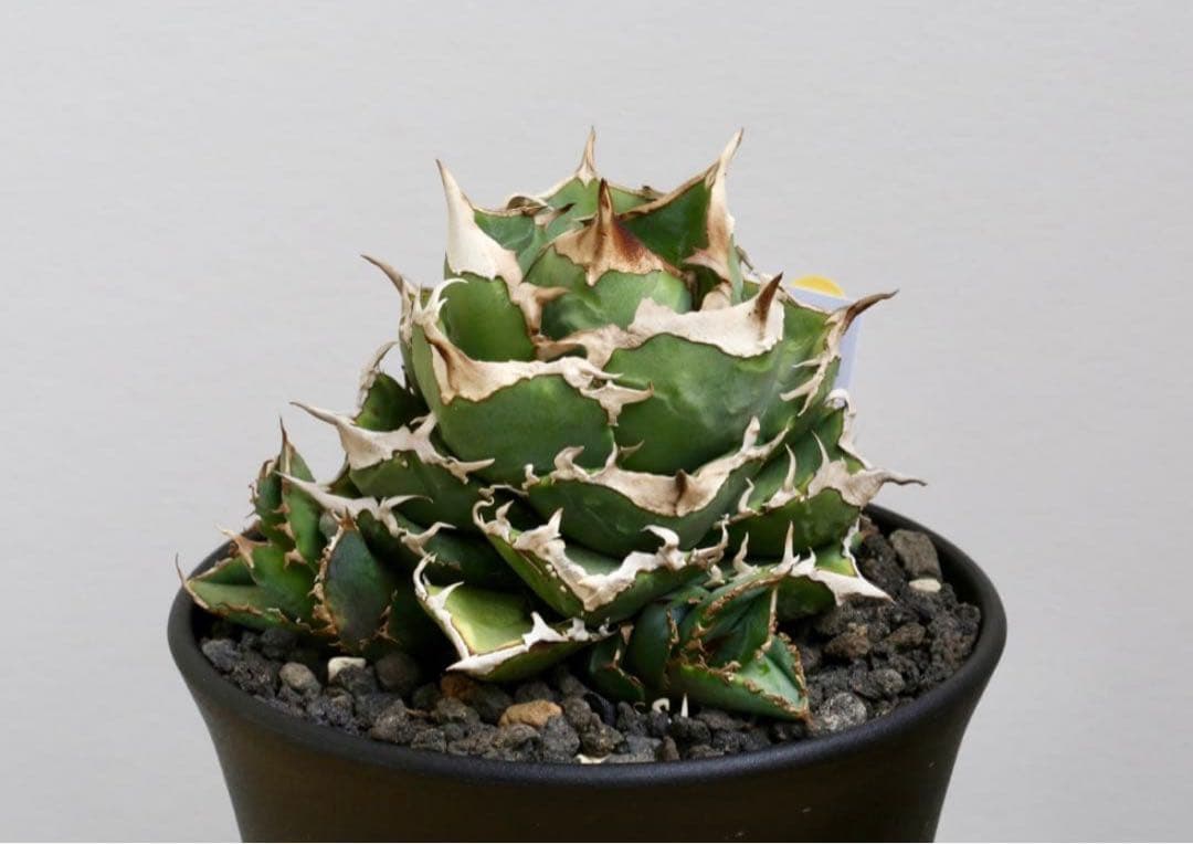 アガベ　チタノタ　清櫻②