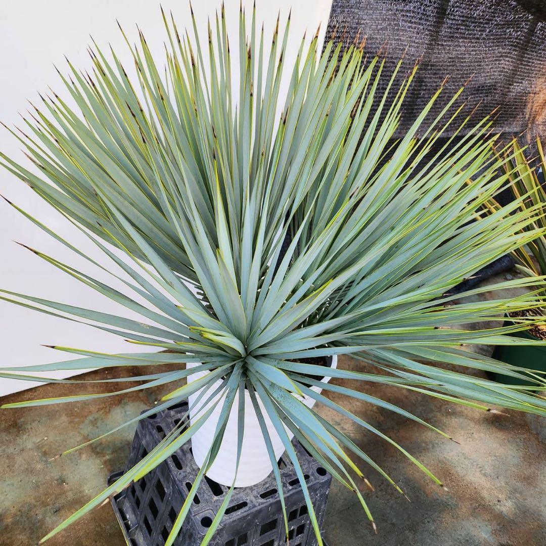 ユッカ　ロストラータ【24-632】4頭株