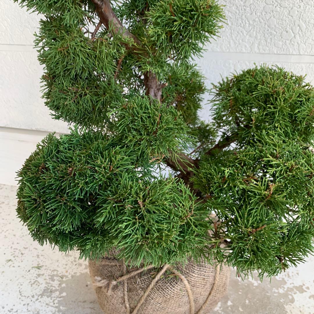 売り尽くし　黄金真柏　約70cm【オウゴンシンパク/盆栽/日本庭園】47