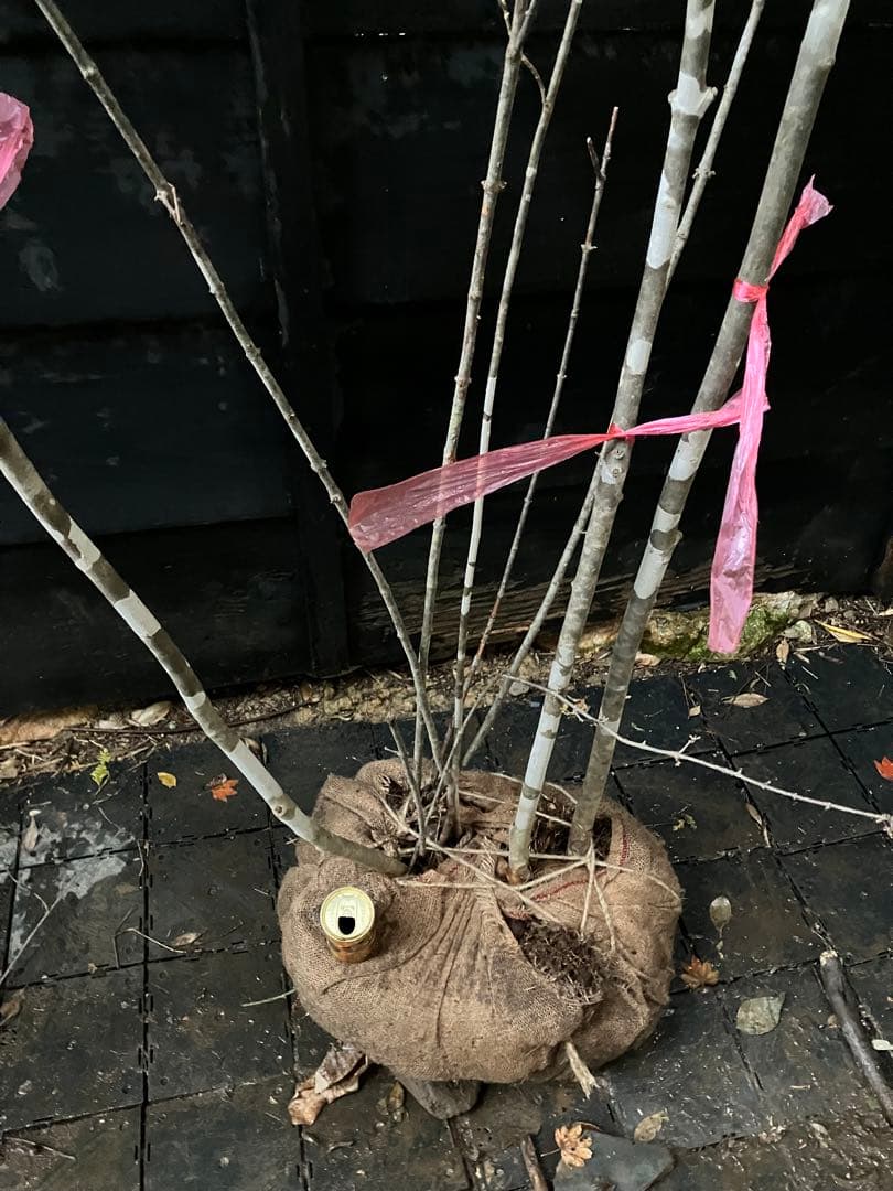 山採り　アオダモ　コバノガマズミ　混合株