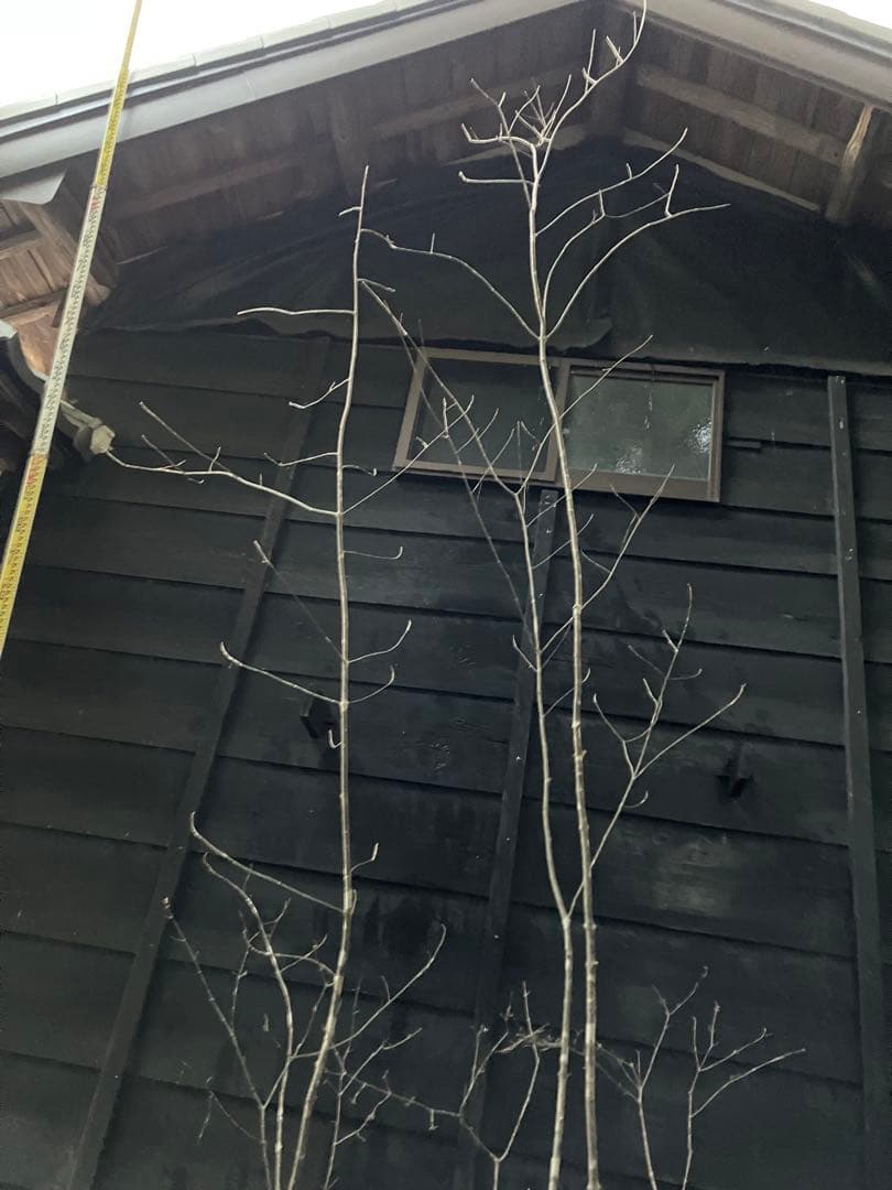 山採り　アオダモ　コバノガマズミ　混合株