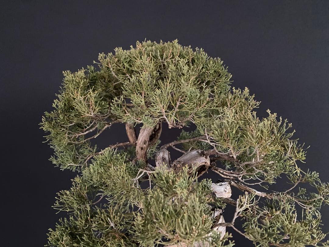 白木盆栽園　真柏　樹高47センチ　盆栽黒松赤松五葉松糸魚川真柏雑木趣味観葉植物