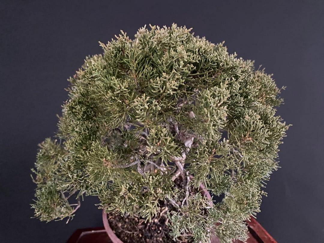 白木盆栽園　真柏　樹高47センチ　盆栽黒松赤松五葉松糸魚川真柏雑木趣味観葉植物