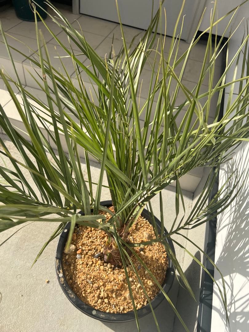 ‼️再値下げ‼️ココスヤシ シルバーリーフ①‼️鉢上約90センチ‼️根巻き発送