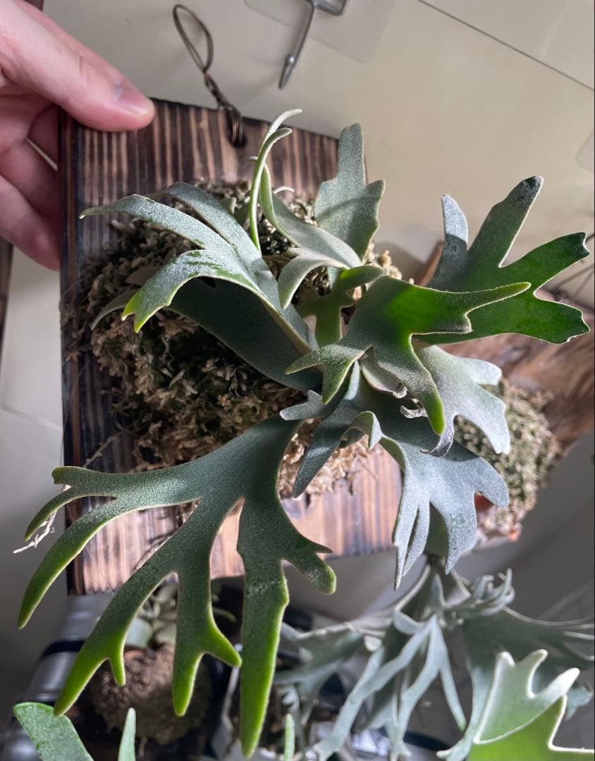 ビカクシダP.willinckii OMG spore