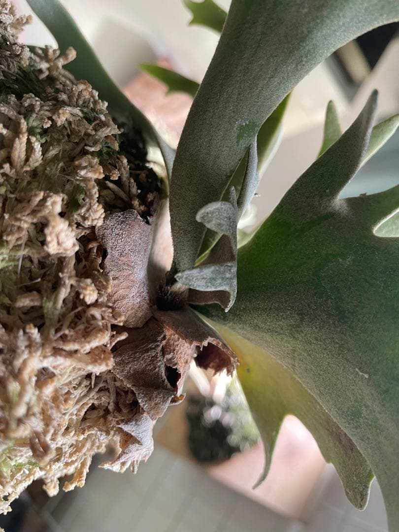 ビカクシダP.willinckii OMG spore