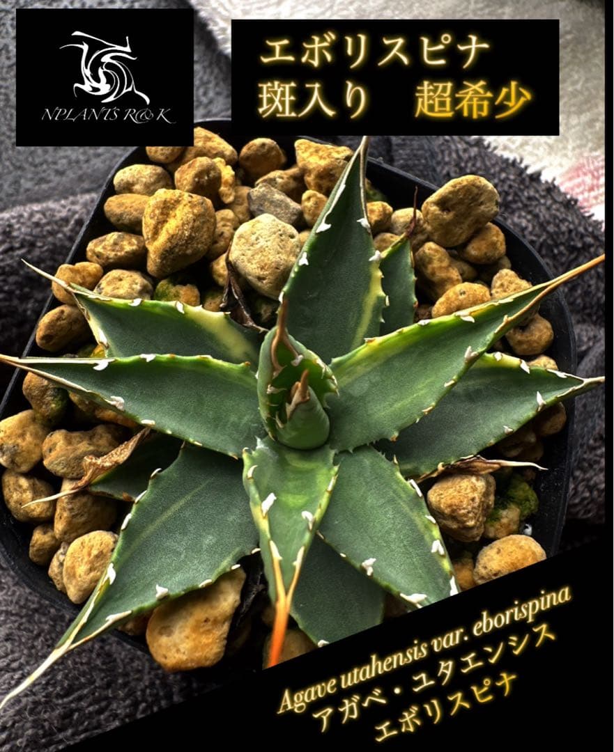 【アガベ ユタエンシス エボリスピナ 斑入り　超希少】 コレクション株！！激レア