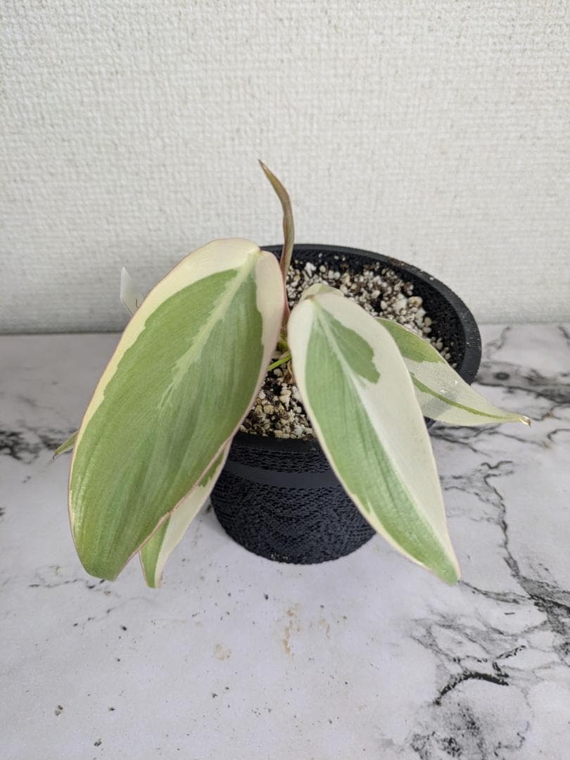 フィロデンドロン　レラノミヤノ　斑入り