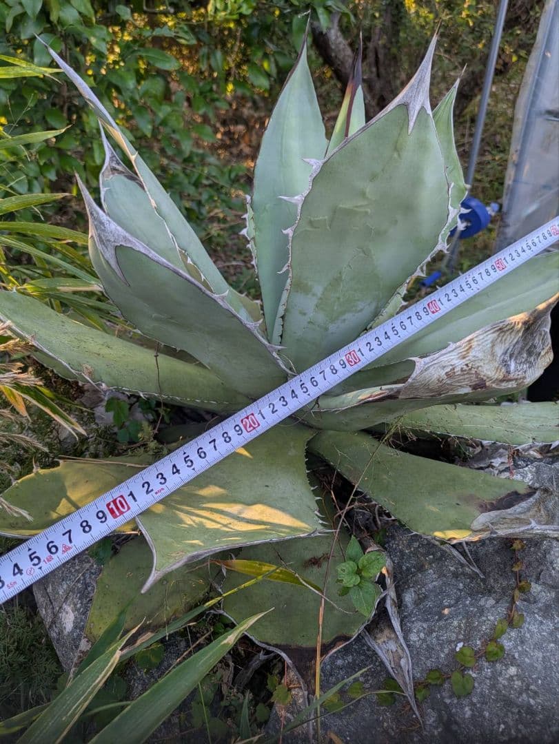 アガベ　オテロイ　大株　送料込み