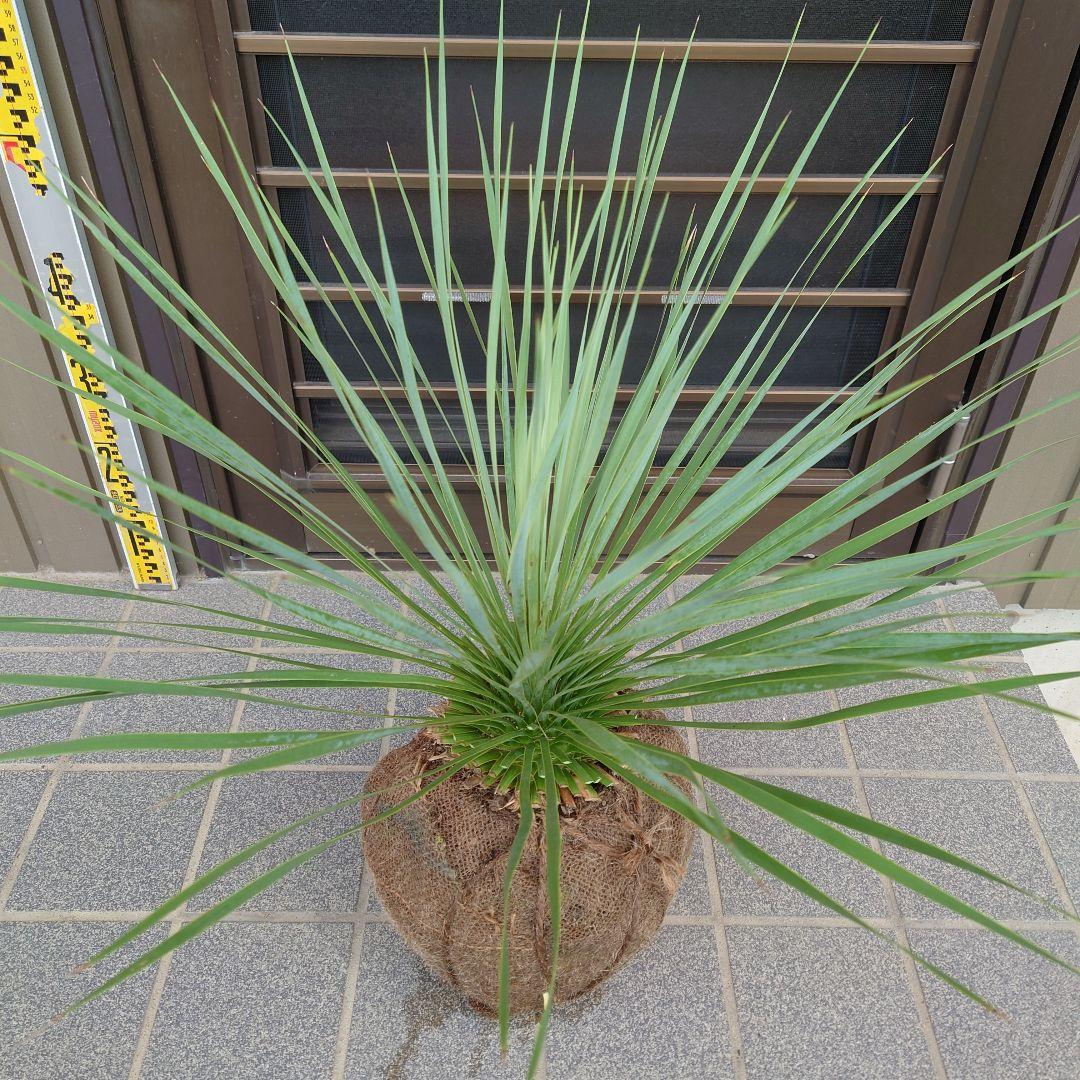 ユッカ ロストラータ《H=約70㎝》290