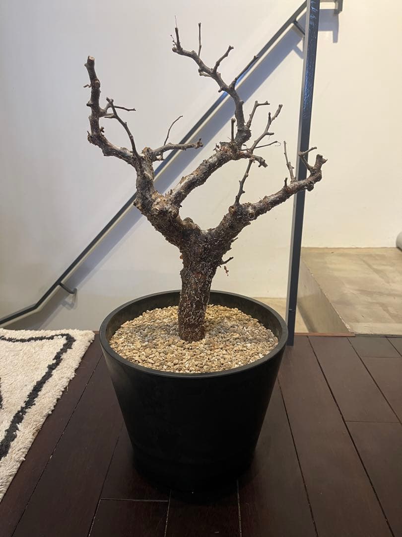 コミフォラ　モンストローサ　特大株　現地発根済