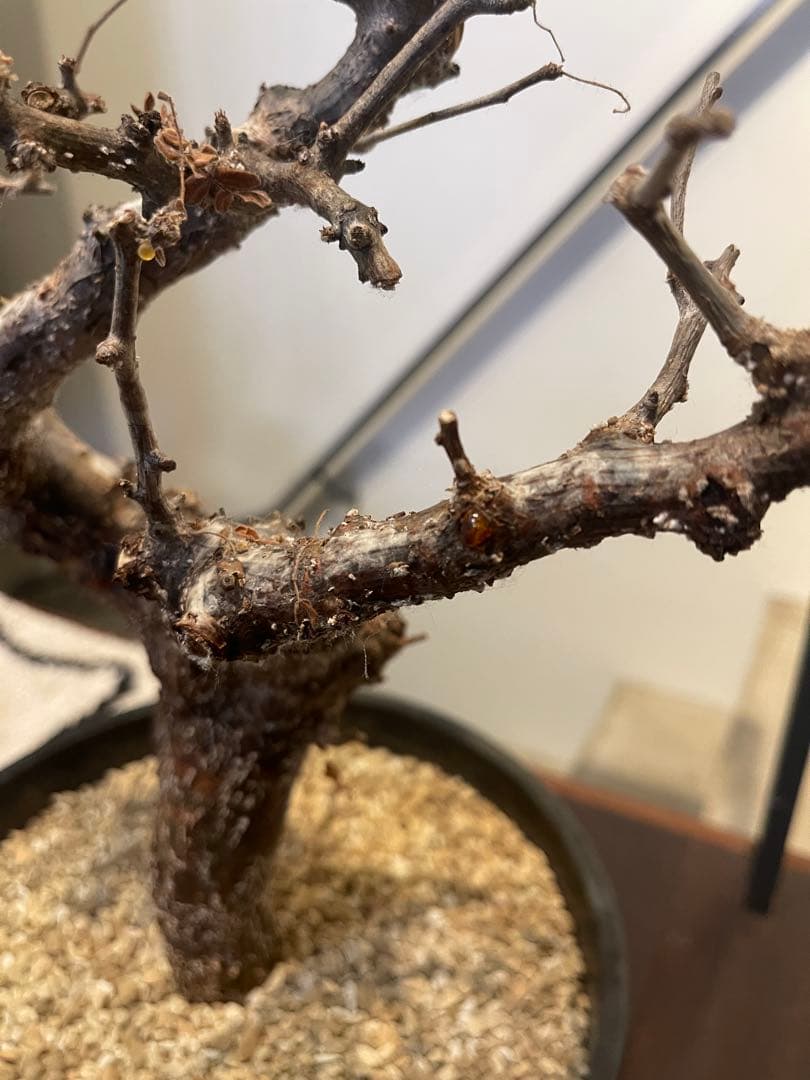 コミフォラ　モンストローサ　特大株　現地発根済