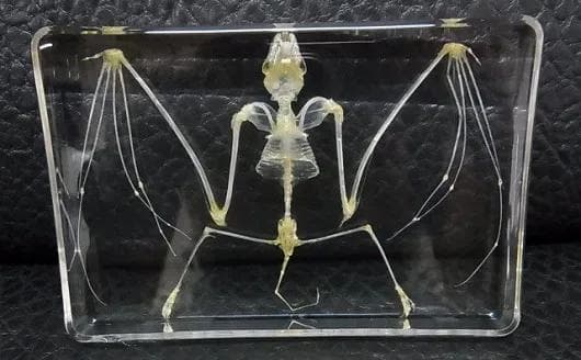 コウモリの骨格標本　アクリル封入