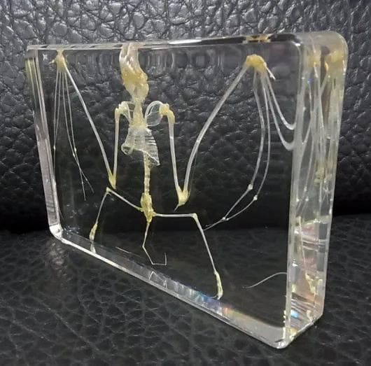 コウモリの骨格標本　アクリル封入