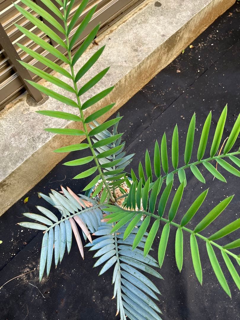 最終価格　エンセファラルトス　プリンセス　塊根植物　登録証付き