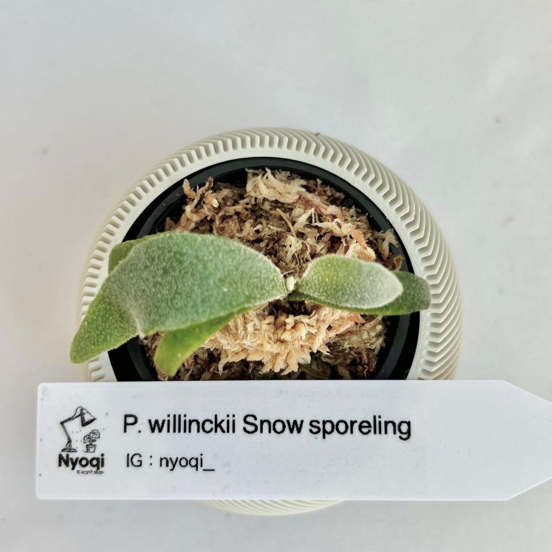 【メルカリ便】P. Willinckii (spore) 【70】
