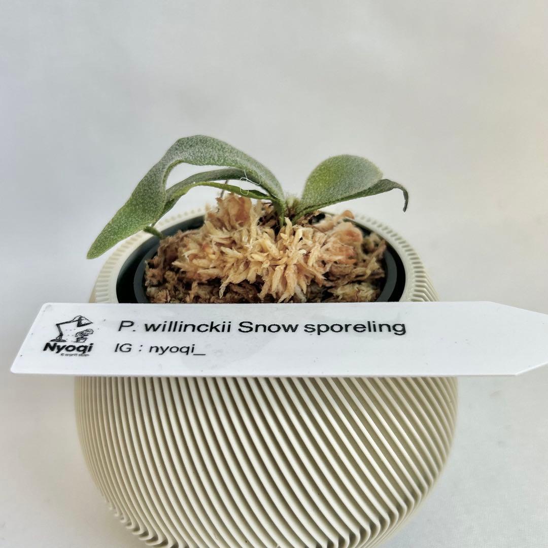 【メルカリ便】P. Willinckii (spore) 【70】